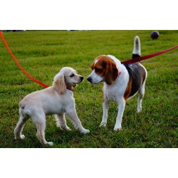 כלב לחוץ בטיול, איך זה נראה ומה אפשר לעשות כדי לעזור לו ולנו